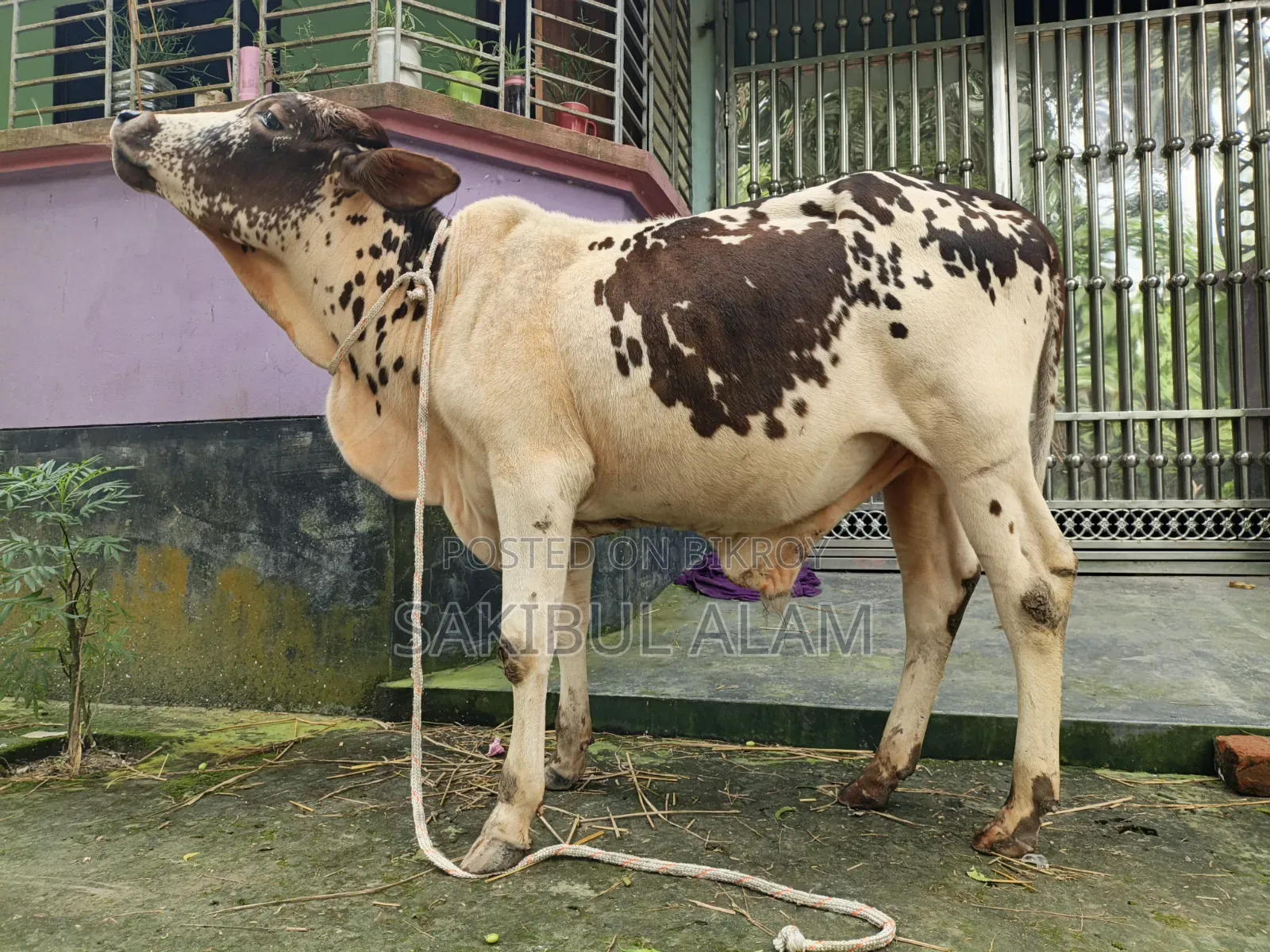 গির ক্রস ষাড় বাচ্চা