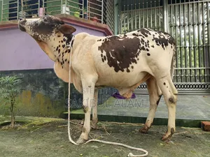 গির ক্রস ষাড় বাচ্চা