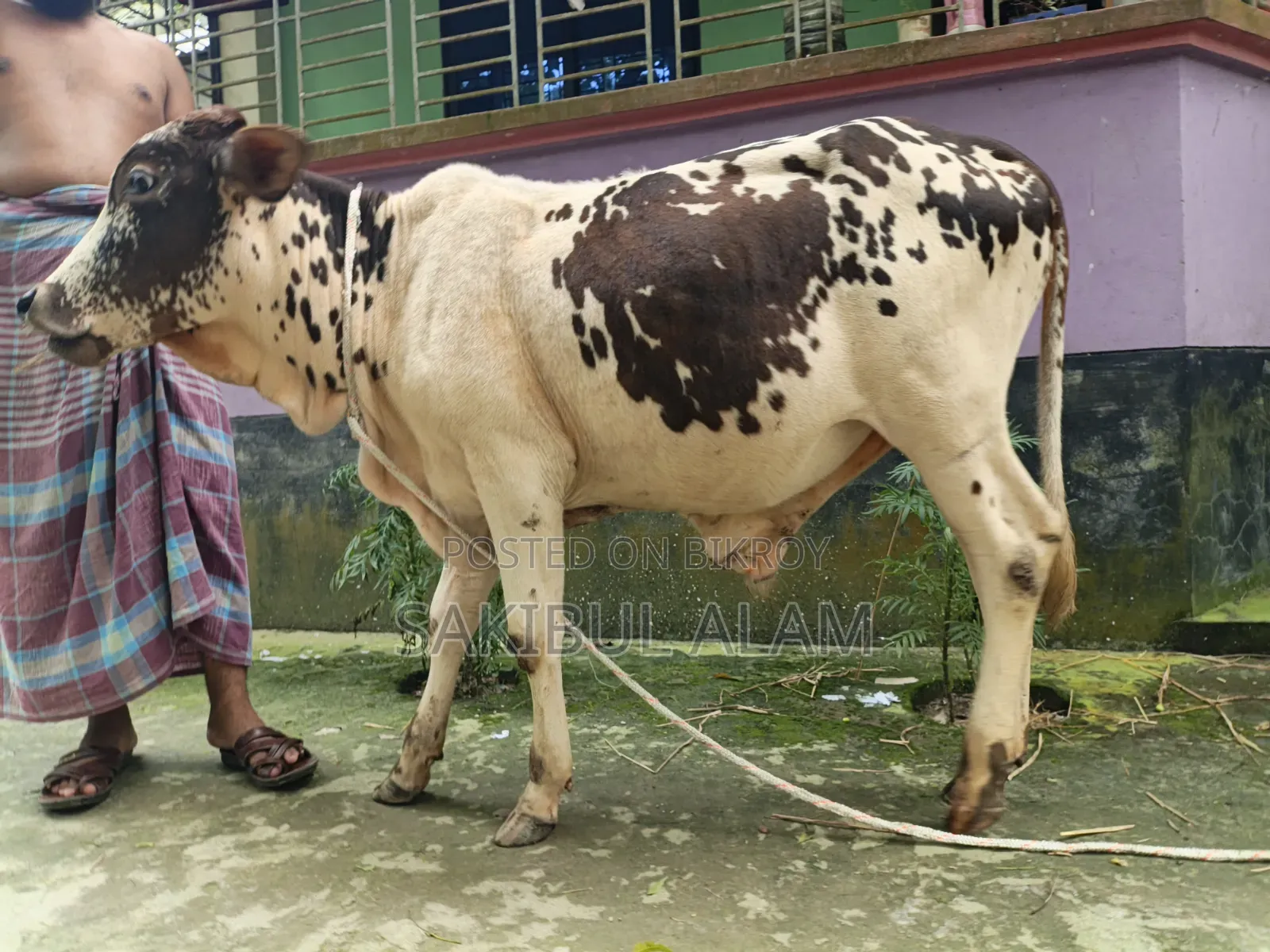 গির ক্রস ষাড় বাচ্চা