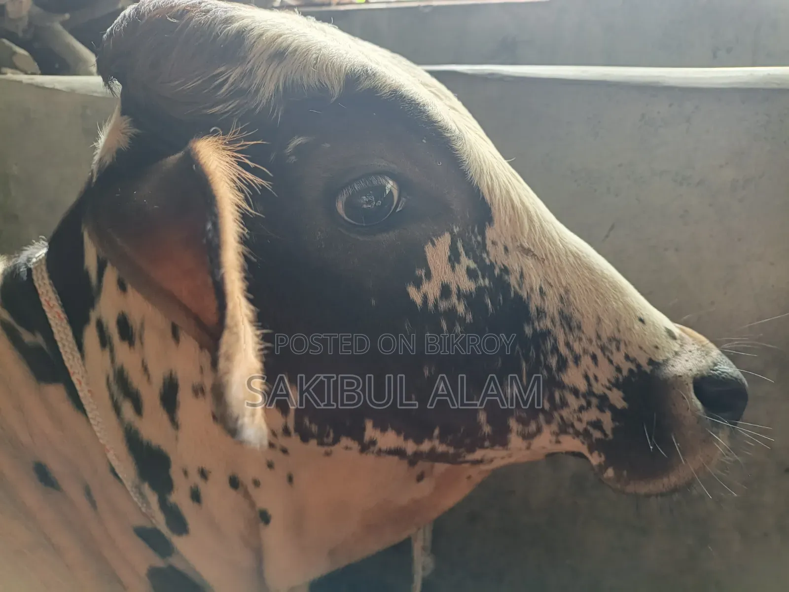 গির ক্রস ষাড় বাচ্চা