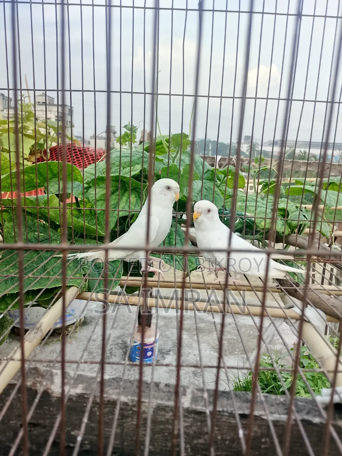 2 Albino Budgerigar Birds
