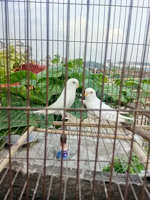 2 Albino Budgerigar Birds