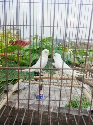 2 Albino Budgerigar Birds