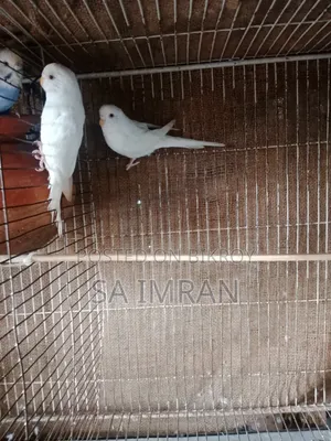 2 Albino Budgerigar Birds
