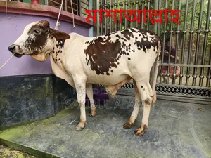 গির ক্রস ষাড় বাচ্চা