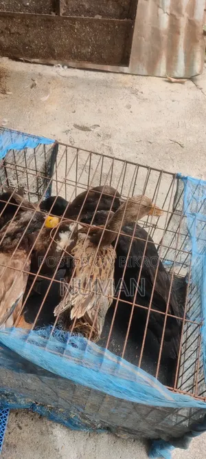 4 Desi Ducks will be sold.