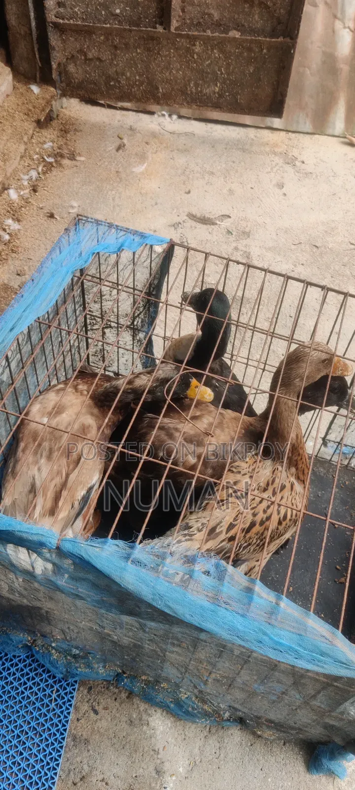 4 Desi Ducks will be sold.