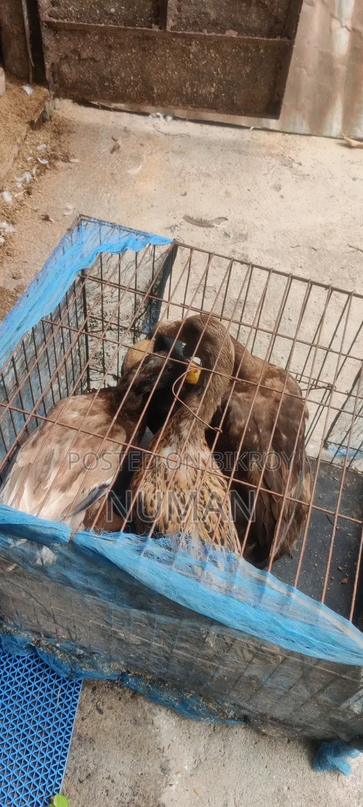 4 Desi Ducks will be sold.