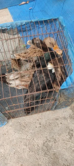 4 Desi Ducks will be sold.