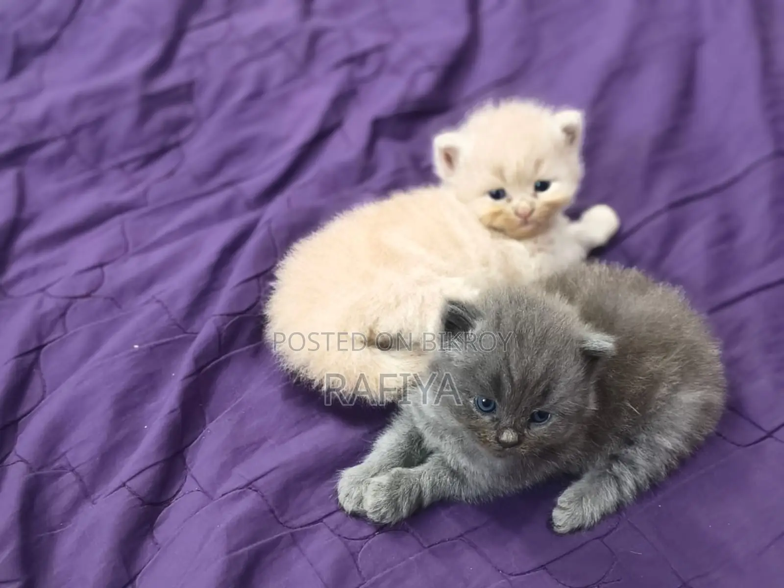 0-1 Month Female Purebred Persian