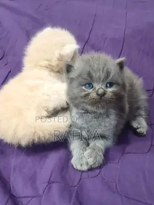 0-1 Month Female Purebred Persian