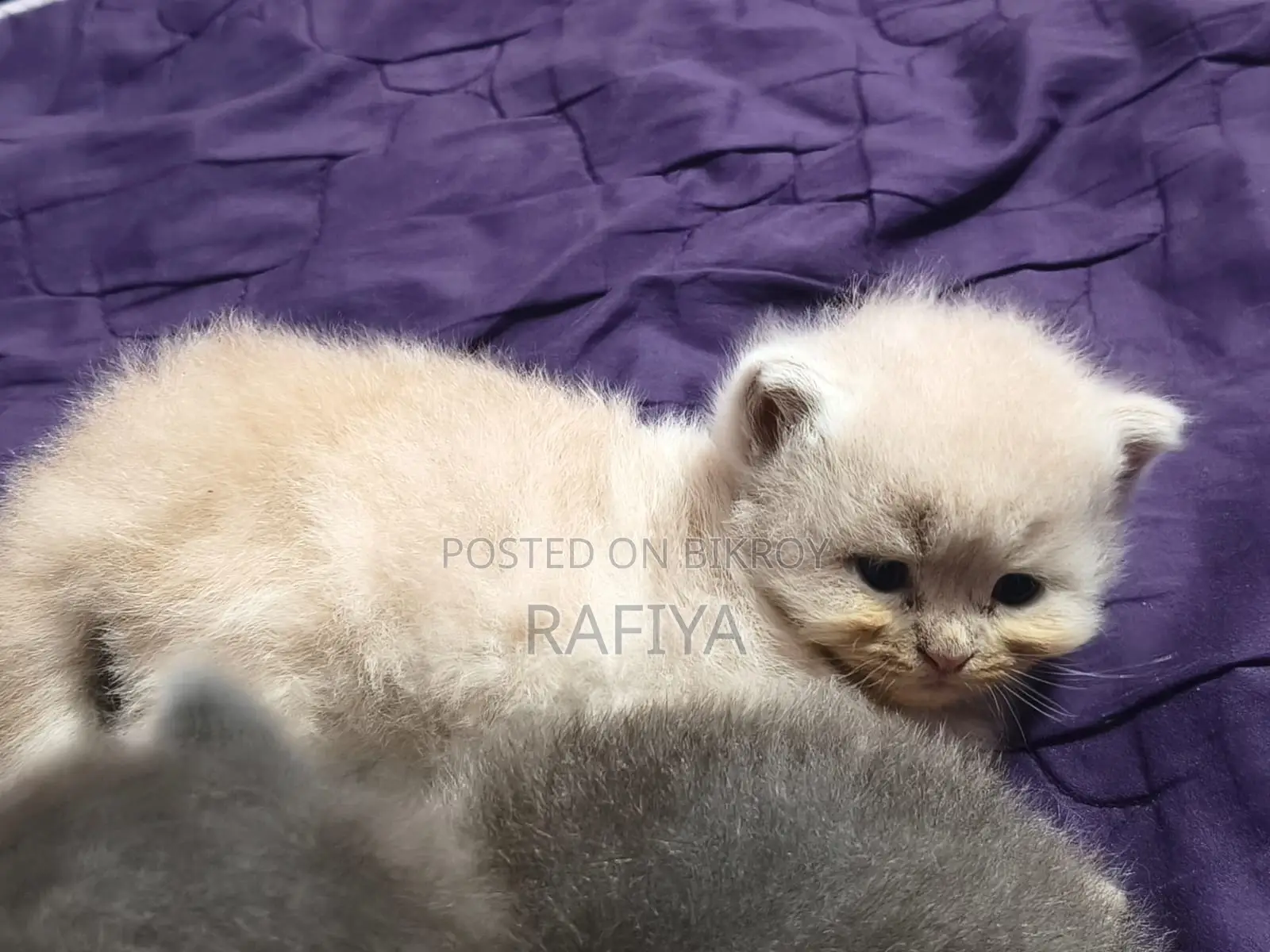 0-1 Month Female Purebred Persian