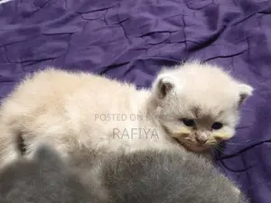 0-1 Month Female Purebred Persian