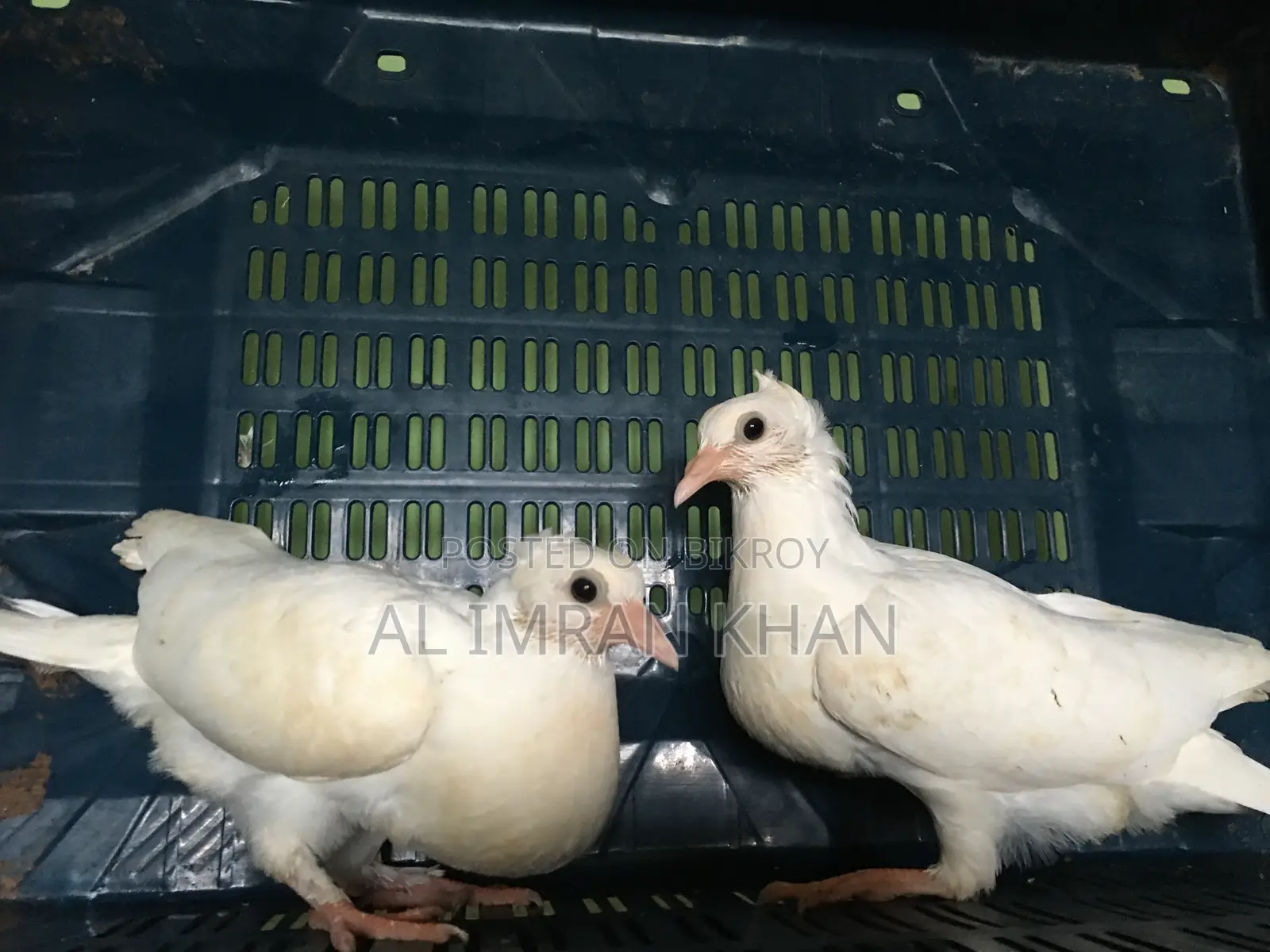 কিসো কবুতর এর বাচ্চা