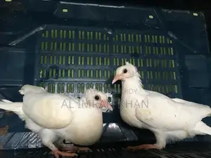 কিসো কবুতর এর বাচ্চা