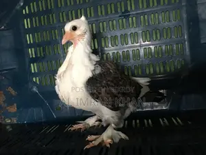 কিসো কবুতর এর বাচ্চা