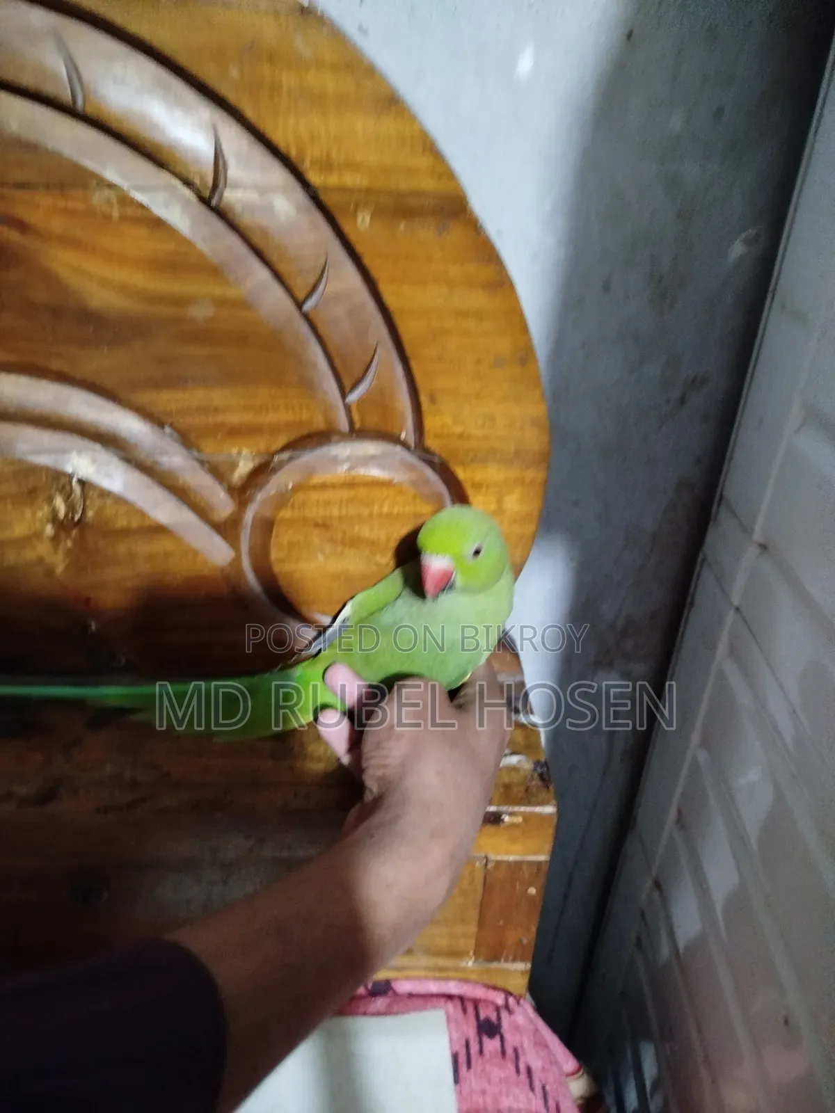 Indian Ringneck Parrot Chicks