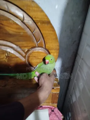 Indian Ringneck Parrot Chicks