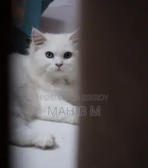১-৩ মাসের মহিলা খাঁটি পার্সিয়ান