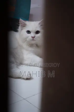 ১-৩ মাসের মহিলা খাঁটি পার্সিয়ান