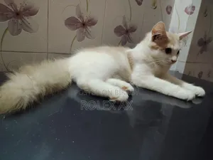 ৩-৬ মাসের পুরুষ মিশ্র প্রজাতির পার্সিয়ান