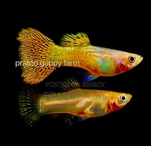 Golden Cobra Guppy Adult Size Available Aquarium Fish Auto Breed