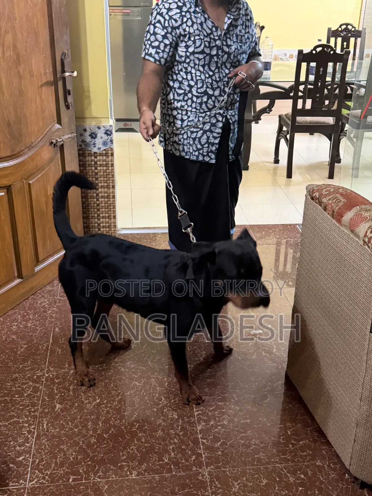 ৬-১২ মাসের নর খাঁটি রটওয়েলার