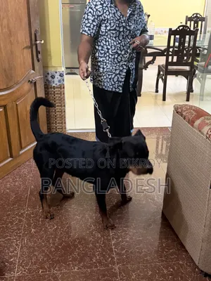 ৬-১২ মাসের নর খাঁটি রটওয়েলার