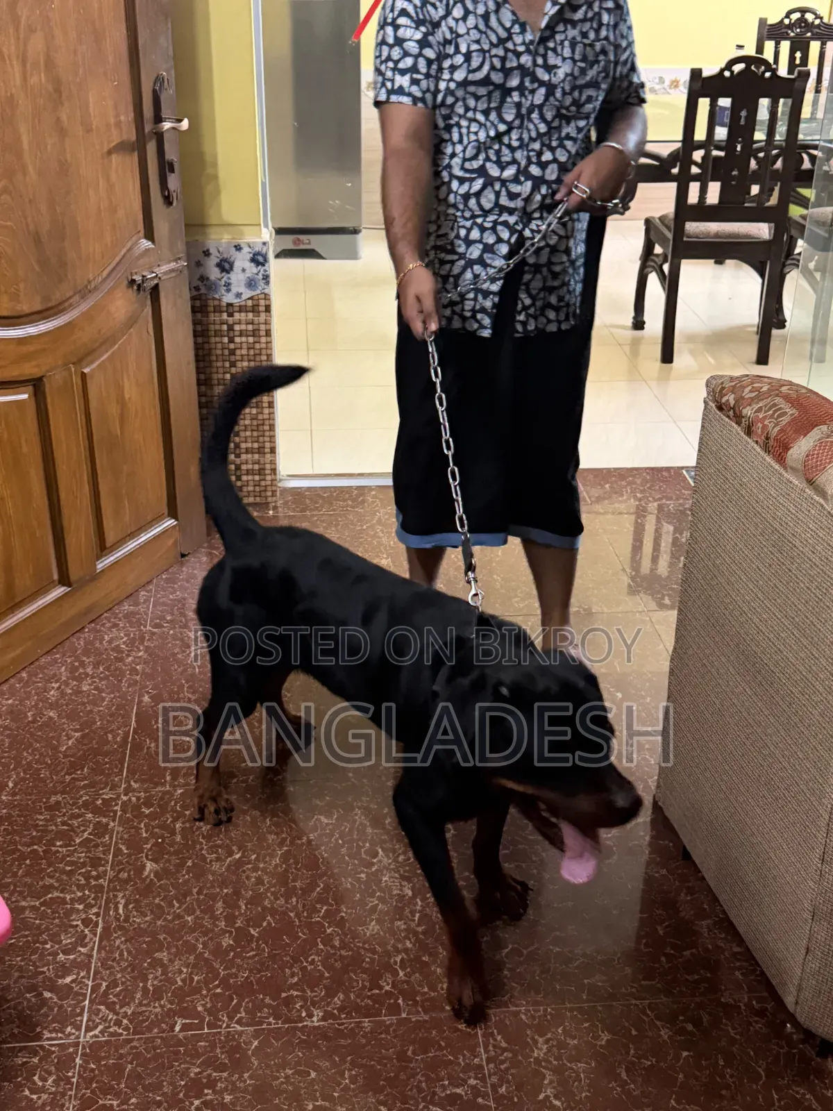 ৬-১২ মাসের নর খাঁটি রটওয়েলার