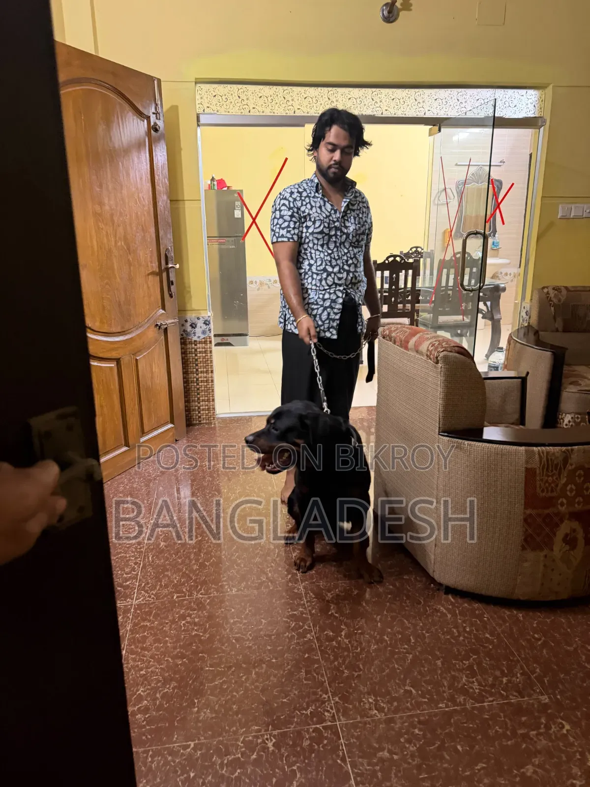৬-১২ মাসের নর খাঁটি রটওয়েলার