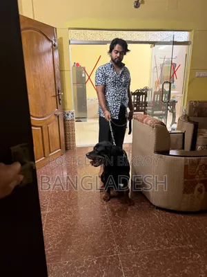 ৬-১২ মাসের নর খাঁটি রটওয়েলার