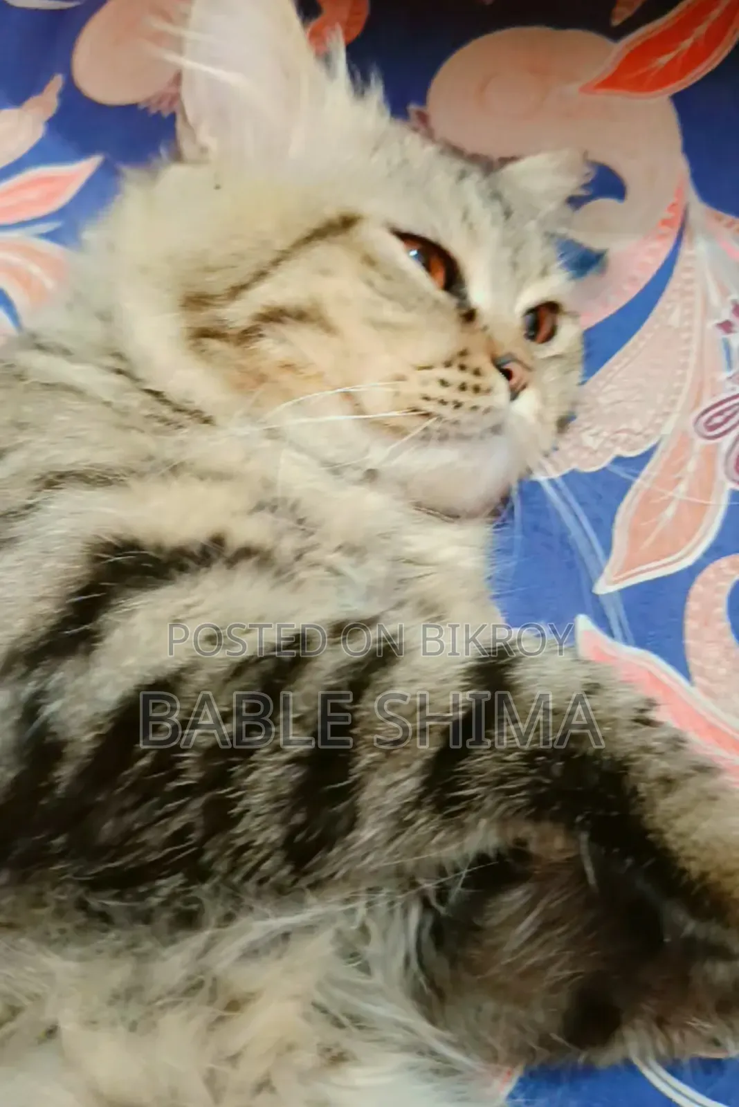 6 to 12 months Male Purebred Persian Cat
