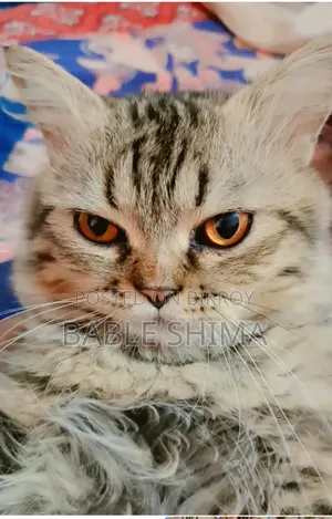 6 to 12 months Male Purebred Persian Cat