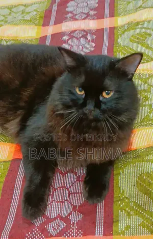 ৬-১২ মাস বয়সী ফিমেল পিউরব্রেড পারসিয়ান
