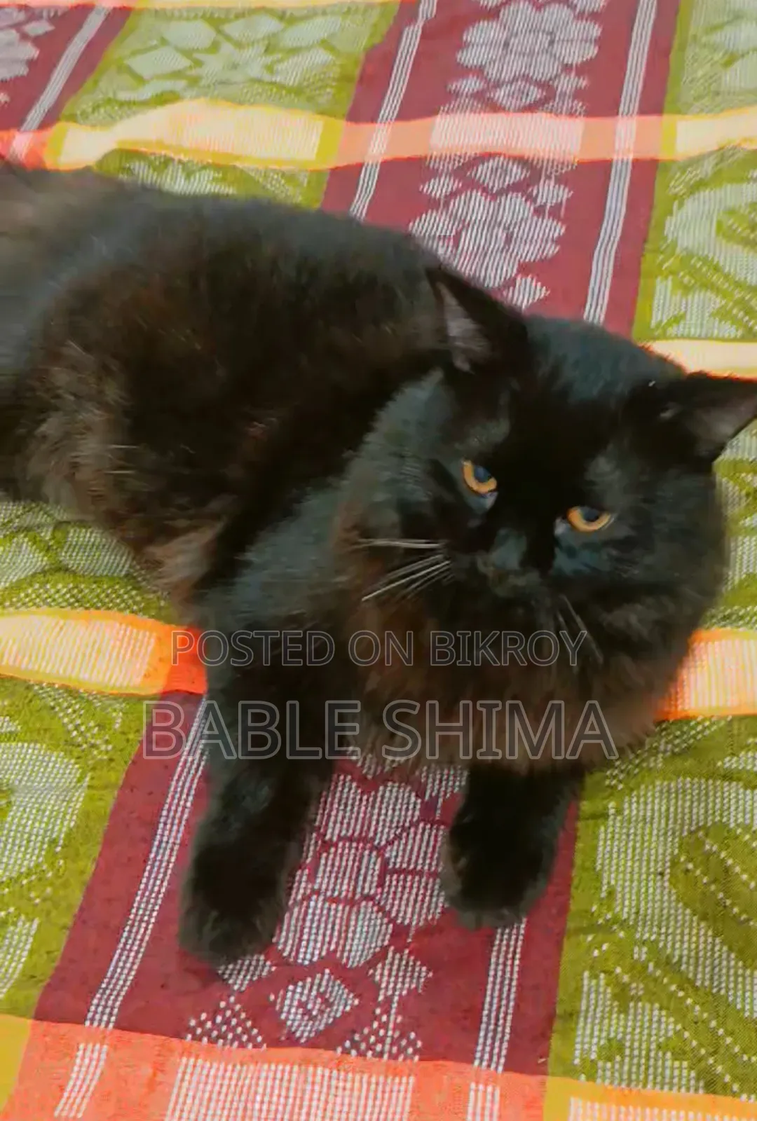 ৬-১২ মাস বয়সী ফিমেল পিউরব্রেড পারসিয়ান