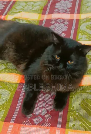 ৬-১২ মাস বয়সী ফিমেল পিউরব্রেড পারসিয়ান