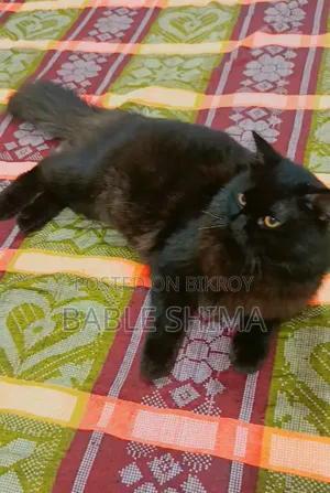 ৬-১২ মাস বয়সী ফিমেল পিউরব্রেড পারসিয়ান