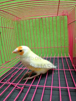 Gouldian Finch Female