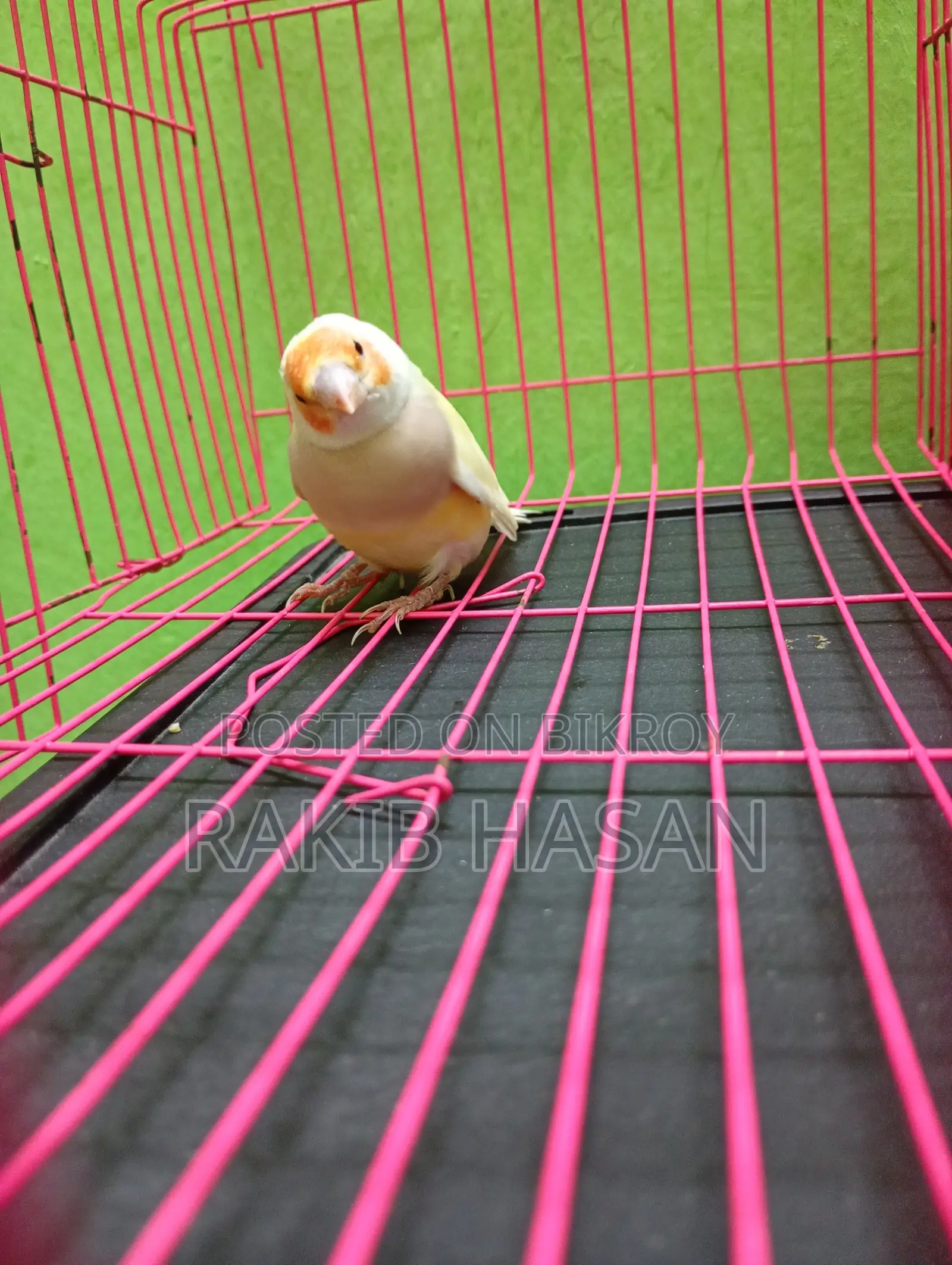 Gouldian Finch Female