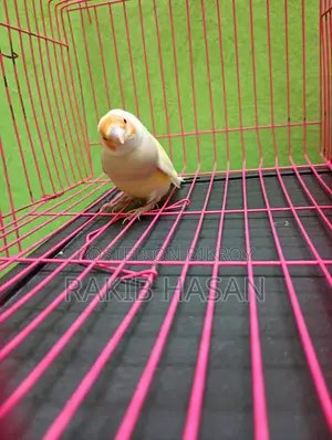 Gouldian Finch Female