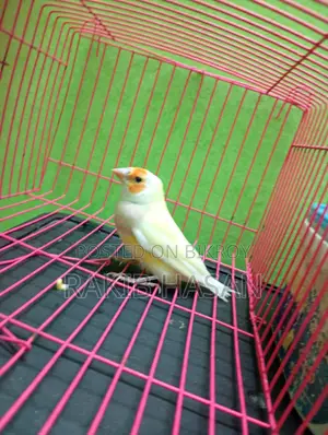 Gouldian Finch Female