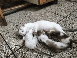 ১-৩ মাসের মহিলা খাঁটি বেঙ্গল