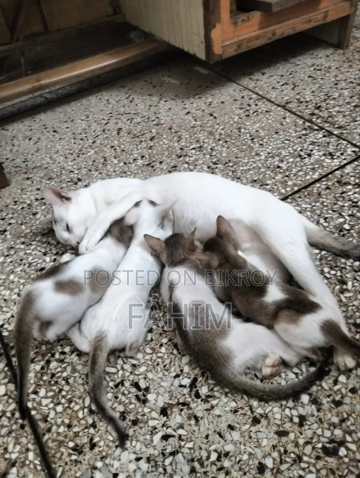 1.5 Months Female Purebred Bengal Cat