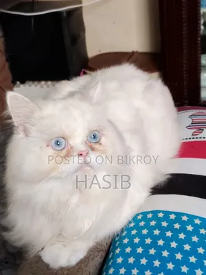 ১+ বছরের পুরুষ পিওরব্রেড পার্সিয়ান