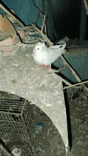 সাদা বোম্বাই