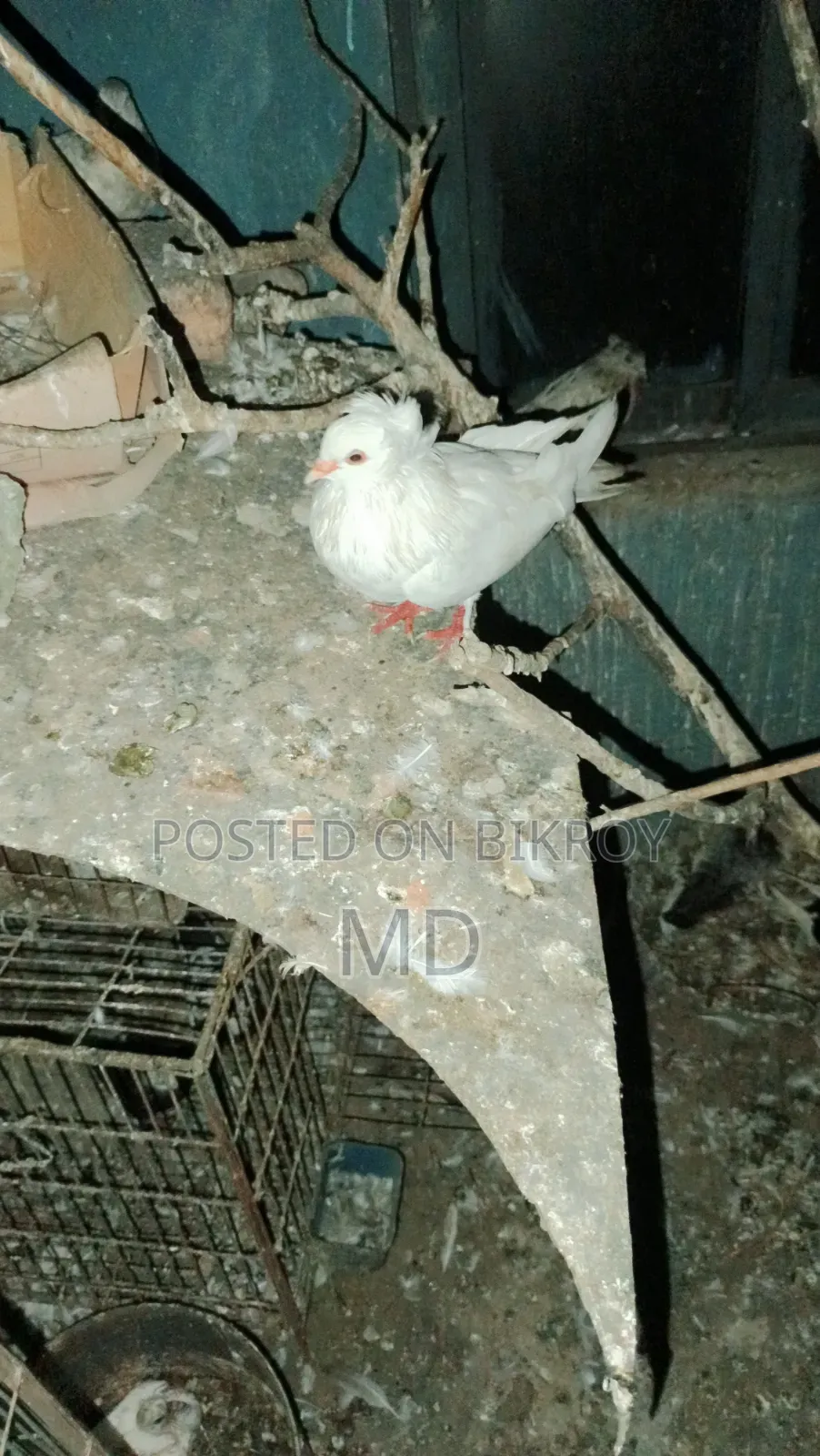 সাদা বোম্বাই