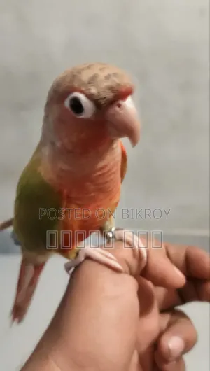 Tame Pineapple Conure Bird