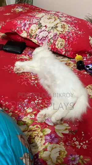 ১-৩ মাসের মেল পিউরব্রেড পার্সিয়ান