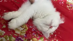 ১-৩ মাসের মেল পিউরব্রেড পার্সিয়ান