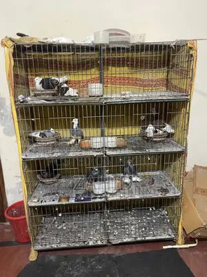 ৮ রুমের ৩ টা খাচাঁ বিক্রি হবে